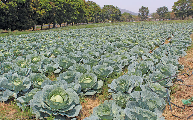 Community Garden